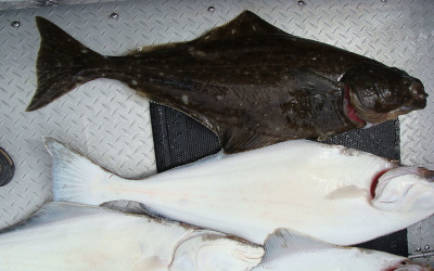 Why Charter a Fishing Boat in Newport, Oregon