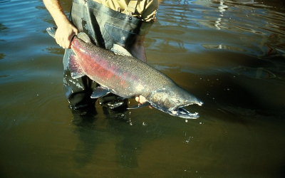 Catching Salmon in Newport, Oregon: A Complete Guide