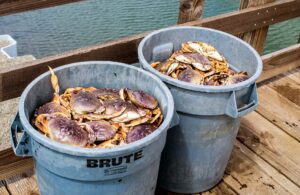 All About Catching Dungeness Crab in Newport, Oregon