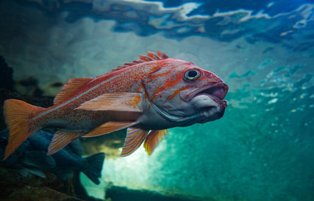 Sea Life Found Around Newport, Oregon