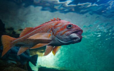 Sea Life Found Around Newport, Oregon