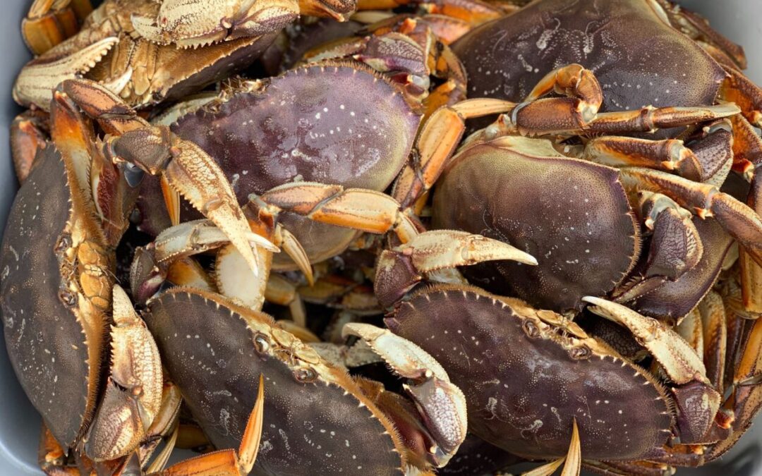 How Newport Delivers the Freshest Dungeness Crab Trips on the Oregon Coast