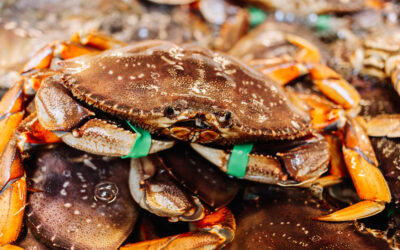 Everything You Need to Know About Dungeness Crab