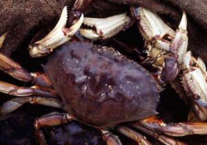 Everything You Need to Know About Dungeness Crab