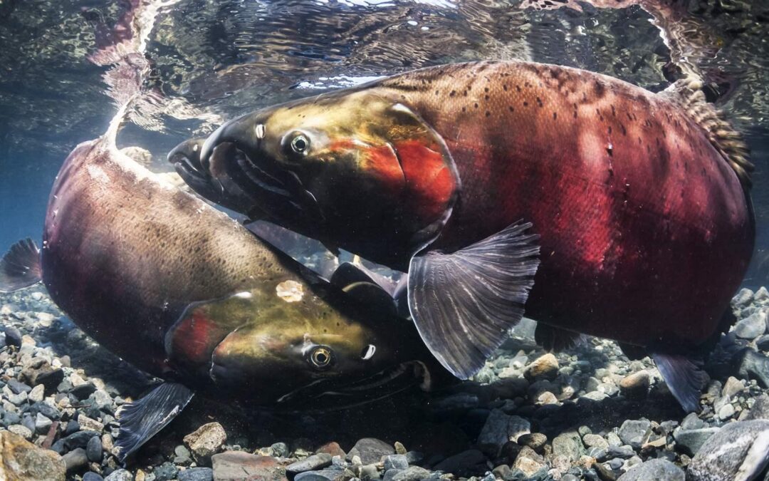 Everything You Need to Know About Catching Coho Salmon