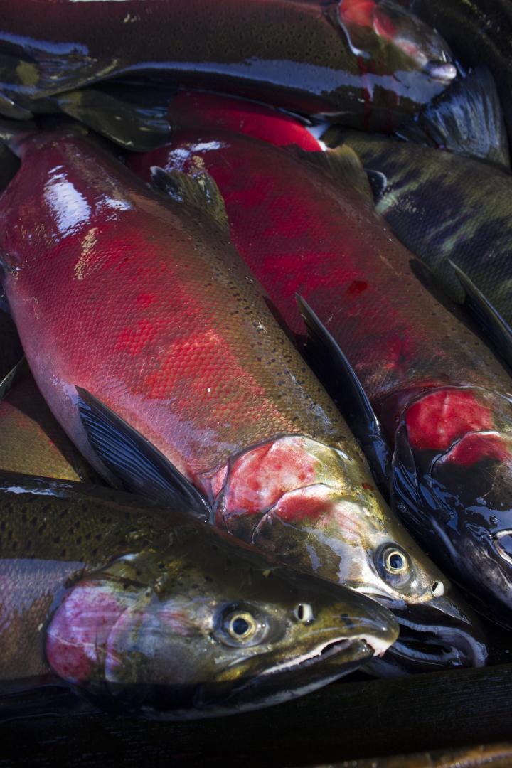 Everything You Need to Know About Catching Coho Salmon