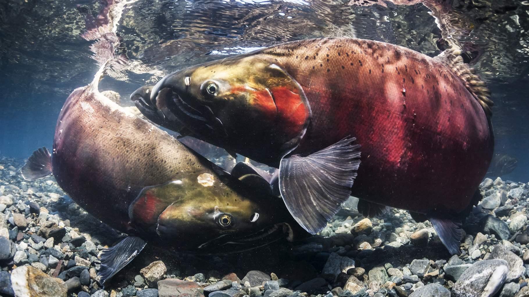 Everything You Need to Know About Catching Coho Salmon