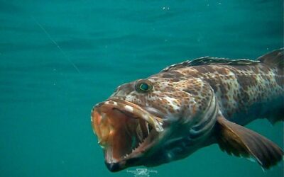 What’s a Lingcod and Why are They So Fun to Catch￼