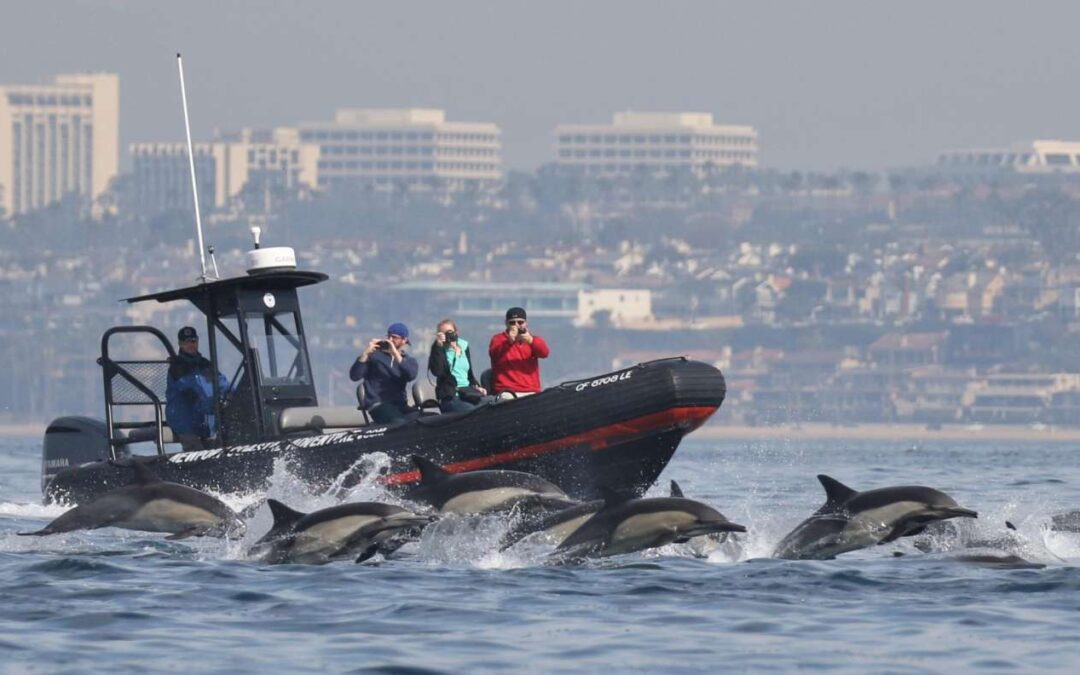 What to Know About Newport Oregon Whale Watching￼