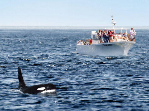 What to Know About Newport Oregon Whale Watching