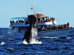 Newport Oregon Whale Watching
