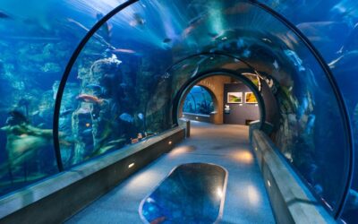 Everything You Need to Know about the Oregon Coast Aquarium