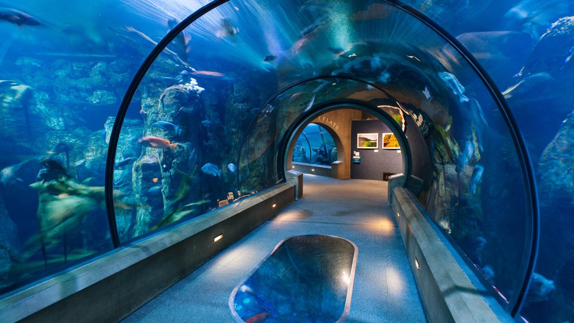 Everything You Need to Know about the Oregon Coast Aquarium