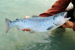 Fish to Catch In Newport Oregon