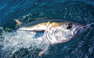 Newport Oregon Deep Sea Fishing Charters