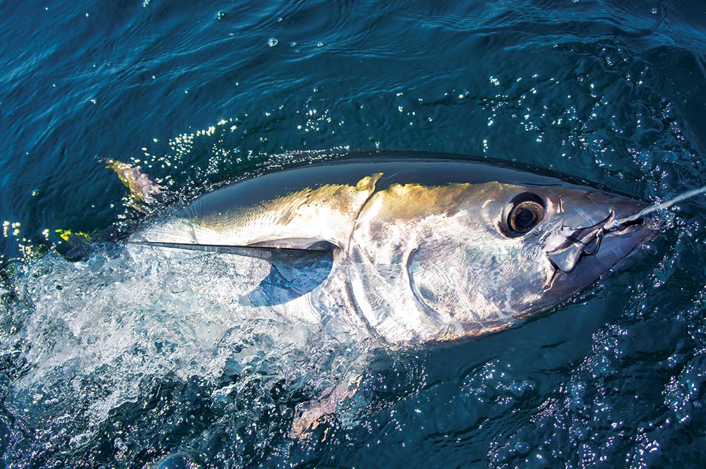 Newport Oregon Deep Sea Fishing Charters