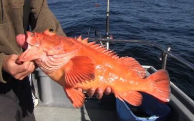 Fish to Catch on a Newport Oregon Bottom Fishing Charter