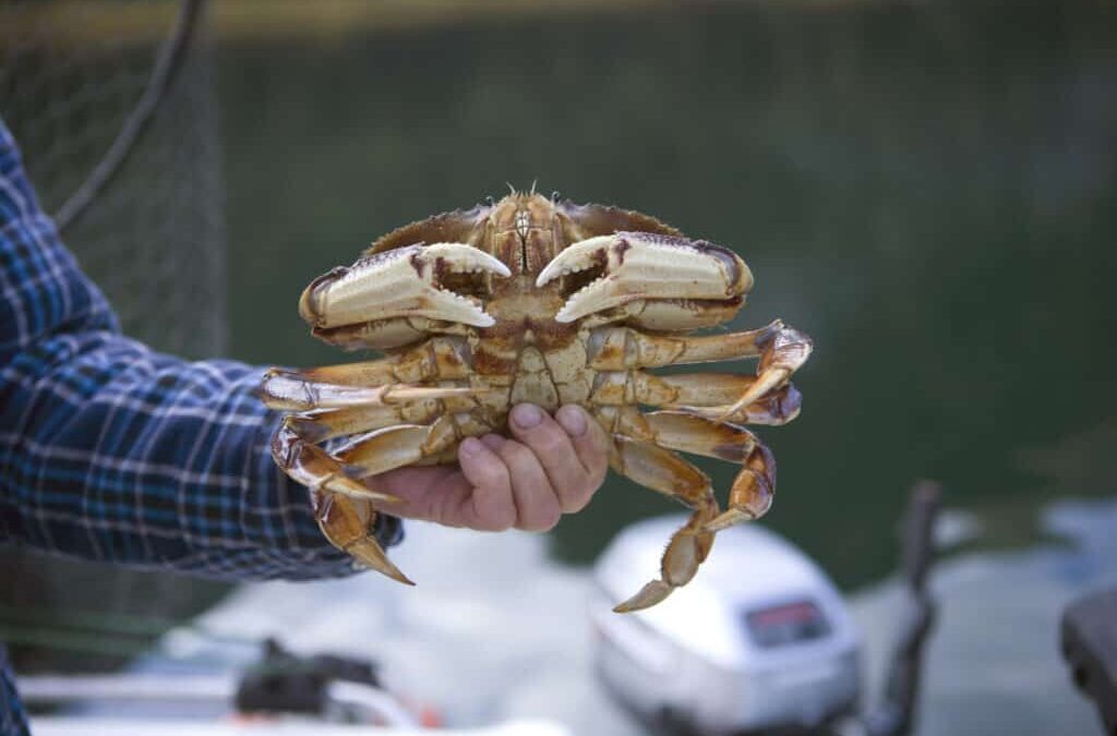 A Guide to Experiencing Dungeness Crabbing in Newport