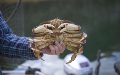 A Guide to Experiencing Dungeness Crabbing in Newport