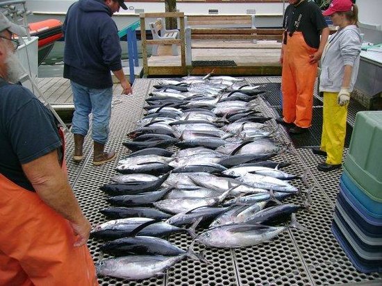 tuna fishing season in Newport