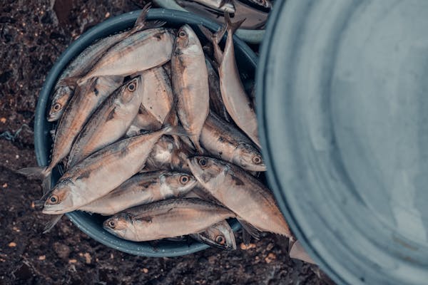 freshwater fishing in Newport