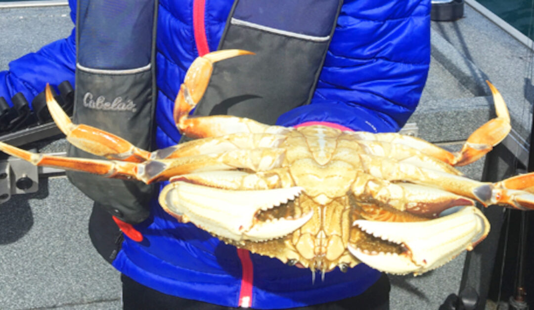How to Catch Dungeness Crab in Newport