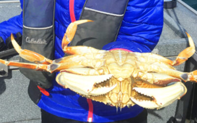 How to Catch Dungeness Crab in Newport