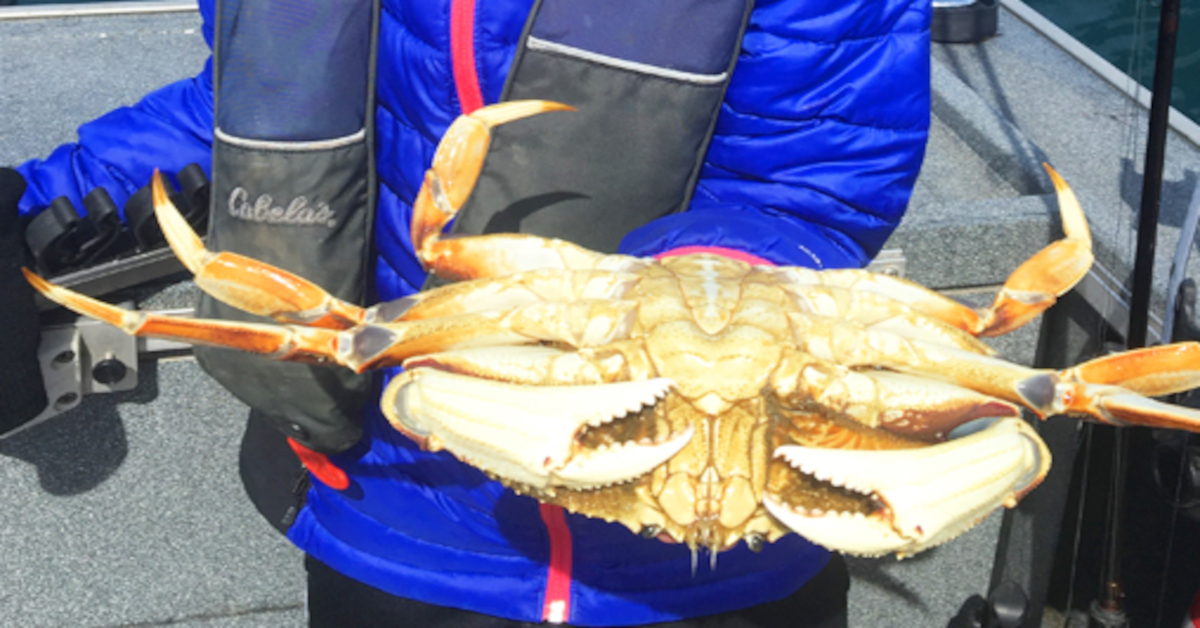 A young girl in a blue jacket and life vest smiling on a boat while holding a large legal male Dungeness crab upside down to show the narrow abdomen required for identification.