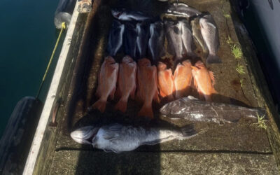 Top 5 Rockfish Species You’ll Catch in Oregon