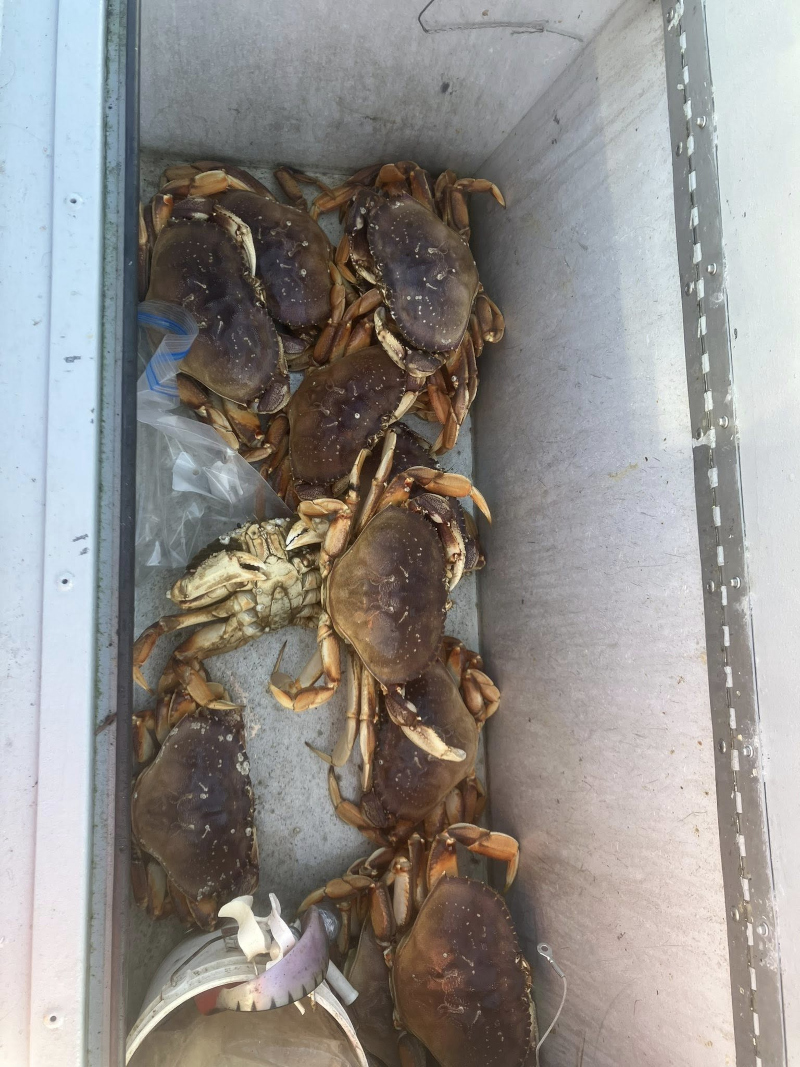 Several large, hard-shelled Dungeness crabs stored in a metal fish box on a boat after a successful crabbing trip in Newport, Oregon.