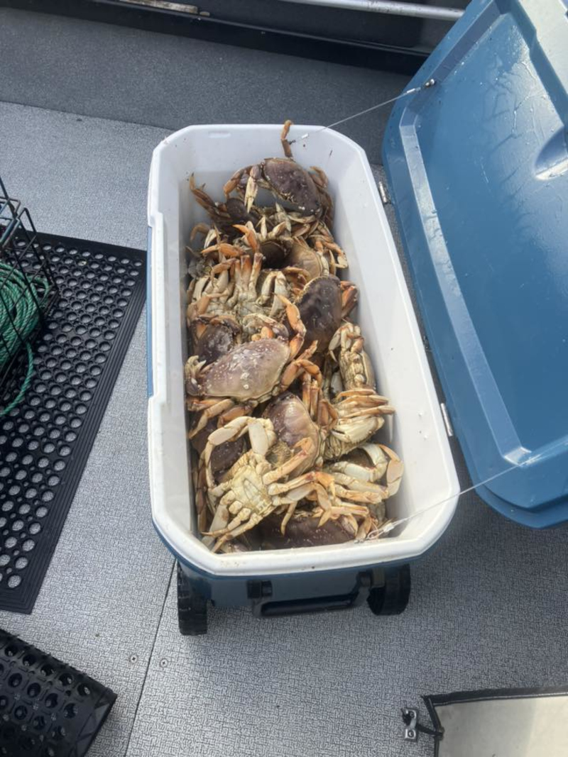 A large white cooler with a blue lid on a boat deck overflowing with freshly harvested Dungeness crabs caught in Newport, the Dungeness Capital of the World.
