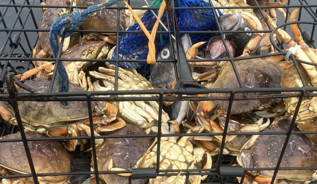 Why Newport is the Dungeness Crab Capital of the World