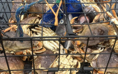 Why Newport is the Dungeness Crab Capital of the World