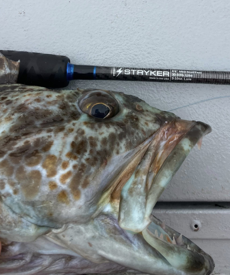 Trophy Lingcod Caught with High Quality Fishing Gear
