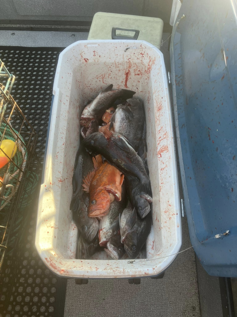 Fresh Lingcod and rockfish in a cooler
