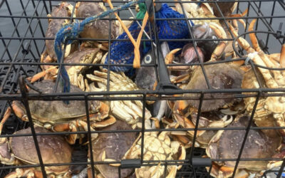  Catching Dungeness Crab in Newport, Oregon