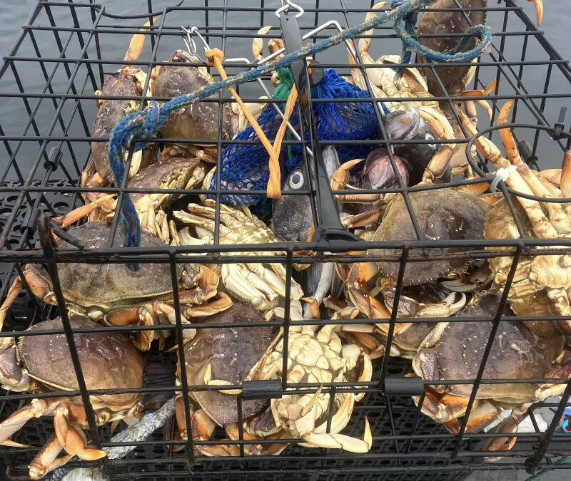  Catching Dungeness Crab in Newport, Oregon