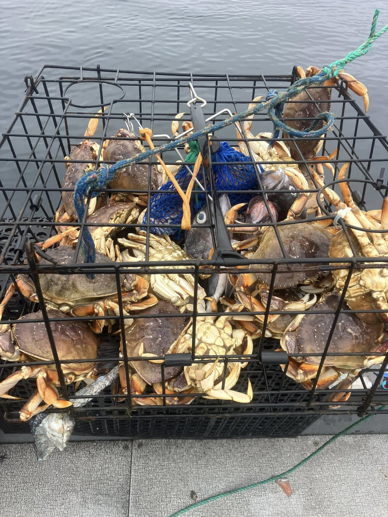 Fresh-Dungeness-Crab-Caught-in-Yaquina-Bay-Newport-Oregon